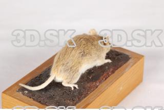 Mouse-Mus musculus 0011
